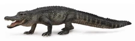 Aligator amerykański - Collecta