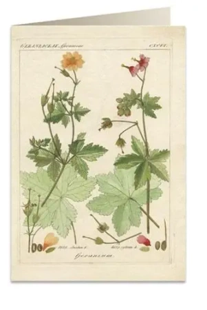 Karnet B6 + koperta 6057 Pelargonia pachnąca - Tassotti