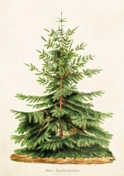 Karnet ST323 B6 + koperta Jodła Święta Bożego Nar - Skona Ting