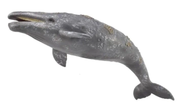 Gray Whale - Collecta