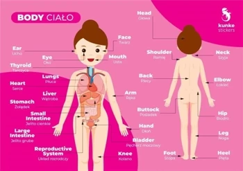 Fiszki do języka angielskiego - Ciało 3szt - Kunke