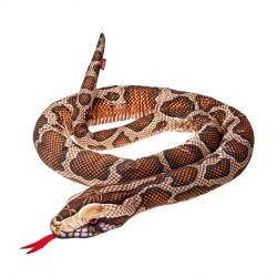 Pyton Birmański 180cm - Beppe