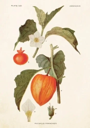 Karnet ST227 B6 + koperta Miechunka rozdęta - Skona Ting