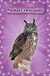 Karty Popup 3D - Ptaki - praca zbiorowa