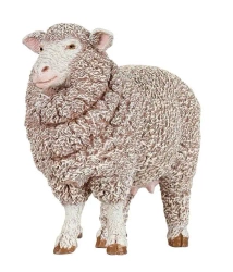 Owca Merynos - PAPO