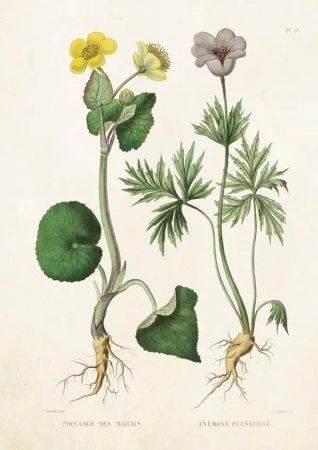 Karnet ST211 B6 + koperta Kaczeniec i sasanka - Skona Ting