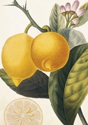 Karnet ST367 B6 + koperta Cytryna - Skona Ting