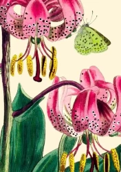 Karnet B6 z kopertą Lilia - Madame Treacle