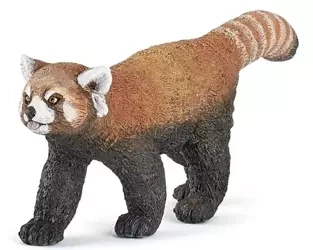 Panda czerwona - PAPO