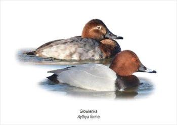 Obraz A4 Głowienka - Koliber