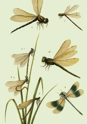 Karnet ST435 B6 + koperta Ważki - Skona Ting