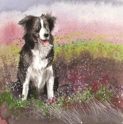 Karnet AC580 Pies Collie - Alex Clark