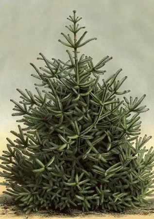 Karnet ST437 B6 + koperta Świerk - Skona Ting