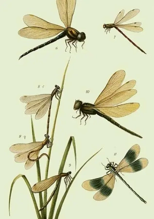 Karnet ST435 B6 + koperta Ważki - Skona Ting