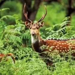 Karnet kwadrat z kopertą A Chital Deer - Museums & Galleries