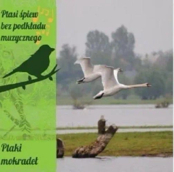 Ptasi śpiew bez podkładu muz. Ptaki mokradeł CD - praca zbiorowa