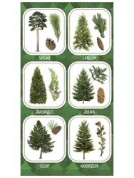 Naklejki Owoce iglastych drzew - Ranok-Creative