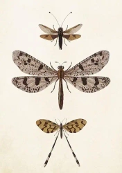 Karnet ST407 B6 + koperta Ważki - Skona Ting