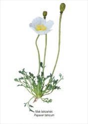 Obraz A4 Mak tatrzański - Koliber