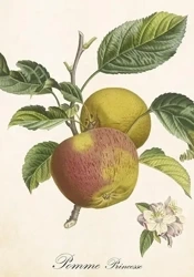 Karnet ST496 B6 + koperta Jabłoń - Skona Ting