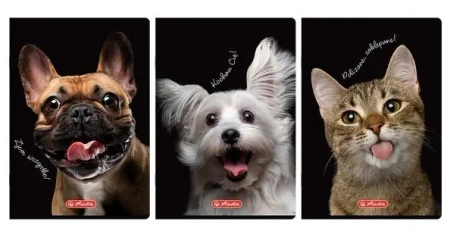 Zeszyt A4/60K kratka z marginesem Animals (5szt) - HERLITZ