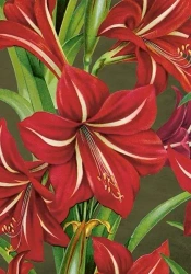 Karnet ST490 B6 + koperta Gwiazda Betlejemska - Skona Ting