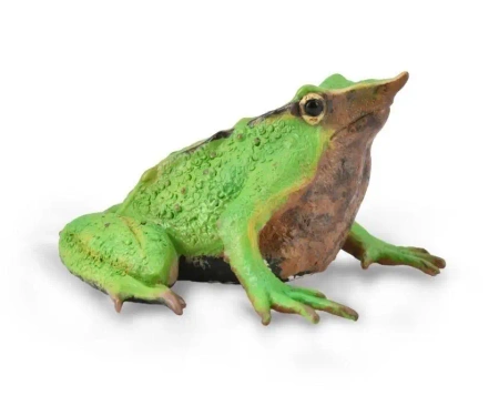 Żaba - Collecta