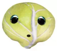 Lumo Stars Veggies and Berries Cabbage Teikku - Tactic