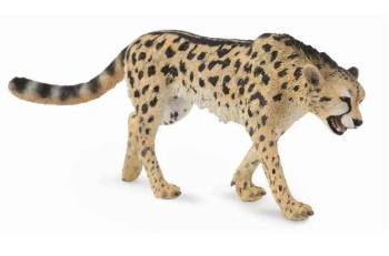 Gepard królewski - Collecta