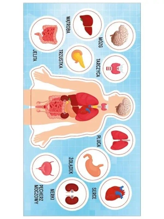 Naklejki Anatomia człowieka - Ranok-Creative