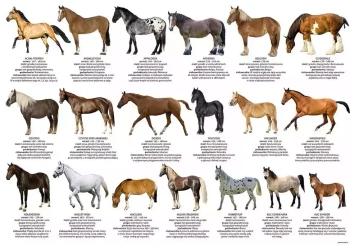 Podkład oklejany edukacyjny. Konie