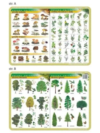 Podkładka edu. 024 - Grzyby, rośliny lecznicze... - Visual System