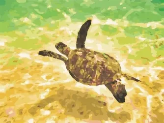 Malowanie po numerach - Żółw morskii 30x40cm - Hobby-maniak.pl