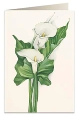 Karnet B6 + koperta 7518 Cantedeskia - Tassotti