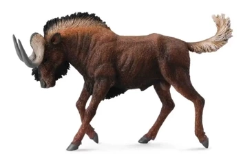 Gnu białoogonowe - Collecta