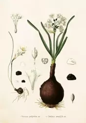 Karnet ST230 B6 + koperta Narcyz - Skona Ting