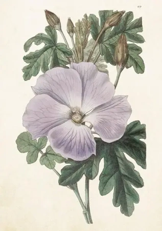 Karnet ST511 B6 + koperta Hibiskus - Skona Ting