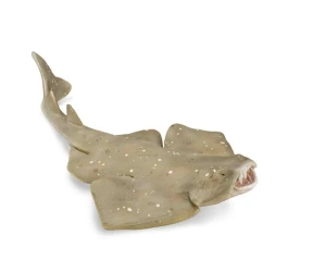 Raszpla zwyczajna - Collecta