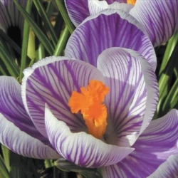 Karnet 16x16cm + koperta Krokus - DaVinci