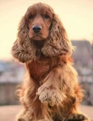 Diamentowa Mozaika Pies Cocker Spaniel na tle zachodu słońca NO-2003117 - Norimpex