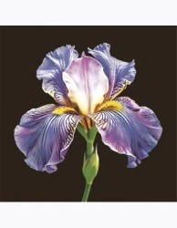 Serwetki MAKI Lunch SL 330x330 Ogólne 062101 - POL-MAK