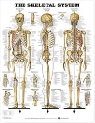 Skeletal System Poster