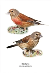 Obraz A4 Makolągwa - Koliber