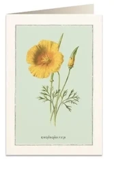 Karnet B6 + koperta 6021 Pozłotka - Tassotti