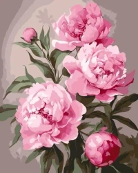 Malowanie po numerach - Piwonia 40x50cm - Qbee