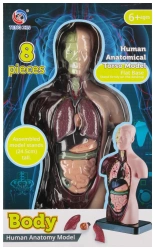 Zestaw Naukowca Anatomia CzŁowieka Mega Creative 569871