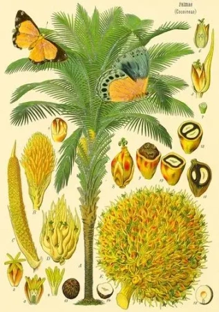 Karnet B6 brokat z kopertą Natura 5 - Madame Treacle