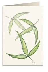 Karnet B6 + koperta 6017 Foglia tripartita - Tassotti