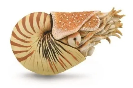 Nautilus Pompilius - Collecta