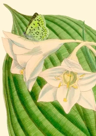 Karnet B6 z kopertą Eucharis sanderi - Madame Treacle